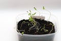 Seedling and sprout of green grass in a pot on a white background Royalty Free Stock Photo
