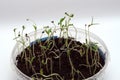 Seedling and sprout of green grass in a pot on a white background Royalty Free Stock Photo