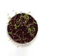 Seedling and sprout of green grass in a pot on a white background Royalty Free Stock Photo
