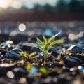 the seedling sprouting in front of sunlight in an expanse of black stones Royalty Free Stock Photo