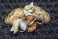 seedling sprouting out from the peanut from the shell. Royalty Free Stock Photo
