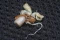 seedling sprouting out from the peanut from the shell. Royalty Free Stock Photo