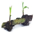 Seedling of sugarcane Royalty Free Stock Photo