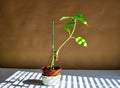 A Seedling Sunflower Reaching For The Morning Sun Royalty Free Stock Photo