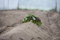 Seedling of sweet potato prepare for grow in greenhouse Royalty Free Stock Photo