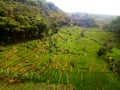 The green and young of terracing paddy rice field in the mountain of West Java, Indonesia