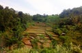 The seedling of terracing paddy rice field in the mountain of West Java, Indonesia