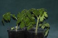 Seedling tomato close-up. Background for country publications