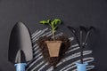 Seedling of tomato with earth on black chalkboard as background Royalty Free Stock Photo