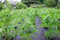 Seedling tomato, grown in large box on a Spunbond Nonwoven cover. Mulching. Grow boxes