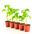 Seedling of tomato plant in flowerpot is isolated on white Royalty Free Stock Photo