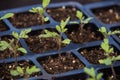 Seedling of tomato in seedling tray Royalty Free Stock Photo