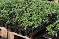 Seedling of tomato in seedling tray Royalty Free Stock Photo