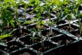 Seedling of tomato in seedling tray Royalty Free Stock Photo