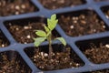 Seedling of tomato in seedling tray Royalty Free Stock Photo