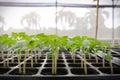 Seedling tomato in tray for sprout in greenhouse. Royalty Free Stock Photo