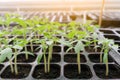 Seedling tomato in tray for sprout in greenhouse. Royalty Free Stock Photo