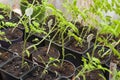 Seedling tomato in tray for sprout in greenhouse. Eco agriculture Royalty Free Stock Photo