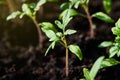 Seedling tomato in tray for sprout in greenhouse Royalty Free Stock Photo