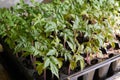 Seedling tomato in tray for sprout Royalty Free Stock Photo