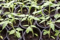 Seedling of tomatoes. Green sprouts in separate small pots