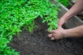 seedling of tomatoes in the hands Royalty Free Stock Photo
