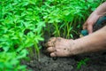 Seedling of tomatoes in the hands Royalty Free Stock Photo