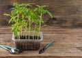 Seedling of tomatoes. Spring gardening. Bush of tomato. Grow vegetables at home. Propagation and planting a vegetable Royalty Free Stock Photo