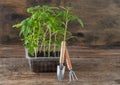 Seedling of tomatoes. Spring gardening. Bush of tomato. Grow vegetables at home. Propagation and planting a vegetable Royalty Free Stock Photo