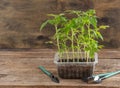 Seedling of tomatoes. Spring gardening. Bush of tomato. Grow vegetables at home. Propagation and planting a vegetable Royalty Free Stock Photo