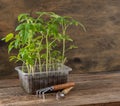 Seedling of tomatoes. Spring gardening. Bush of tomato. Grow vegetables at home. Propagation and planting a vegetable Royalty Free Stock Photo