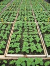 Seedling trays