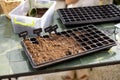 Seedling trays filled with a soil