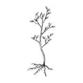 Seedling tree sketch