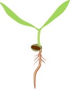 Seedling with two green cotyledon leaves