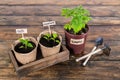 Seedling of vegetables and garden tools on wooden rustic table Royalty Free Stock Photo