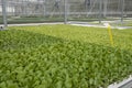 Seedling vegetables in a greenhouse