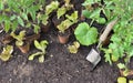 Seedling vegetables on the soil with a trowel to be planted in garden