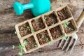 Seedling of vegetables in small organic container with gardening tools and turquoise watering pot on old wooden textured table Royalty Free Stock Photo