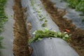 Seedling of vegetables wating for growing on soil in greenhouse with tools Royalty Free Stock Photo