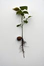 Seedling of a walnut tree isolated on white Royalty Free Stock Photo