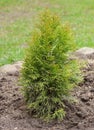 Seedling of western gold emerald thuja, young plant on the background of spring garden and trees