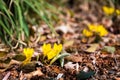 Seedling yellow flowers bursting forth from the garden bed