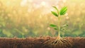 seedling young plant growing in rich soil with sunlight infographic