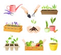 Seedling or Young Plants Growing in Plastic Pots Vector Set