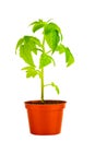 Seedling of young tomato plant in flowerpot is isolated on white Royalty Free Stock Photo