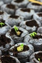 Seedlings Royalty Free Stock Photo