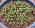 Seedlings of Adenium trees in plant pots