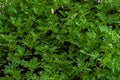 Seedlings of annual flowers for garden beds. Natural background, greenery Royalty Free Stock Photo