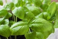 Seedlings of Basil in a ceramic pot. Green seedlings of fragrant grass, young plants, leaves and gardening Royalty Free Stock Photo